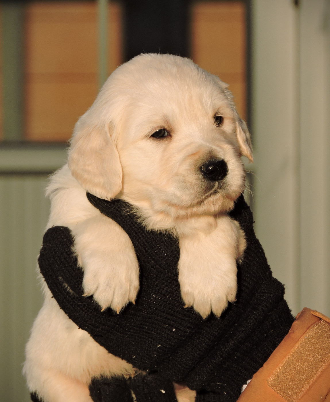 Elixir d'Aydoilles - Chiots disponibles - Golden Retriever
