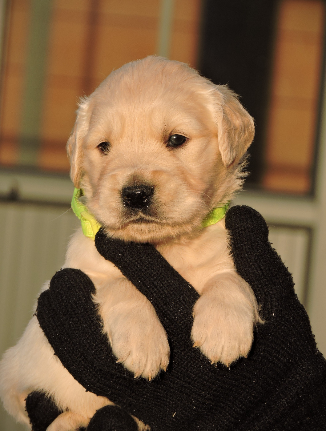 Elixir d'Aydoilles - Chiots disponibles - Golden Retriever