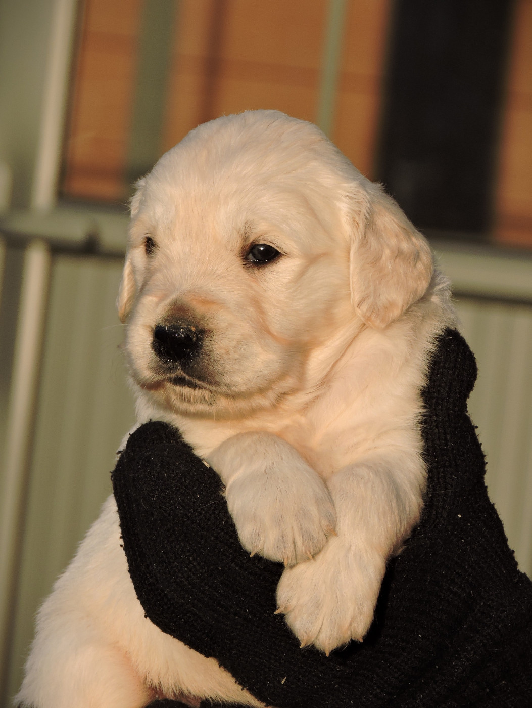 Elixir d'Aydoilles - Chiots disponibles - Golden Retriever