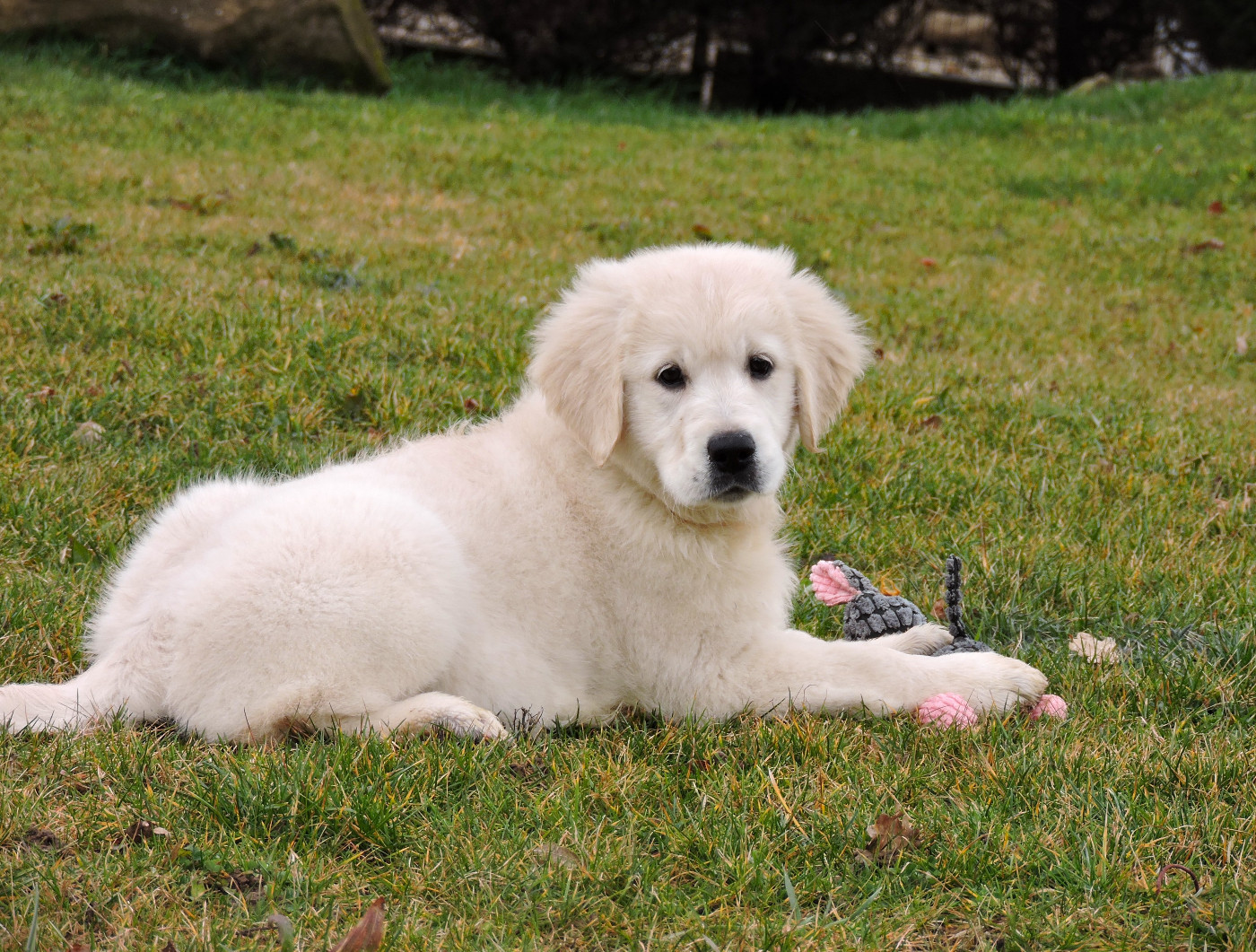 Elixir d'Aydoilles - Chiots disponibles - Golden Retriever