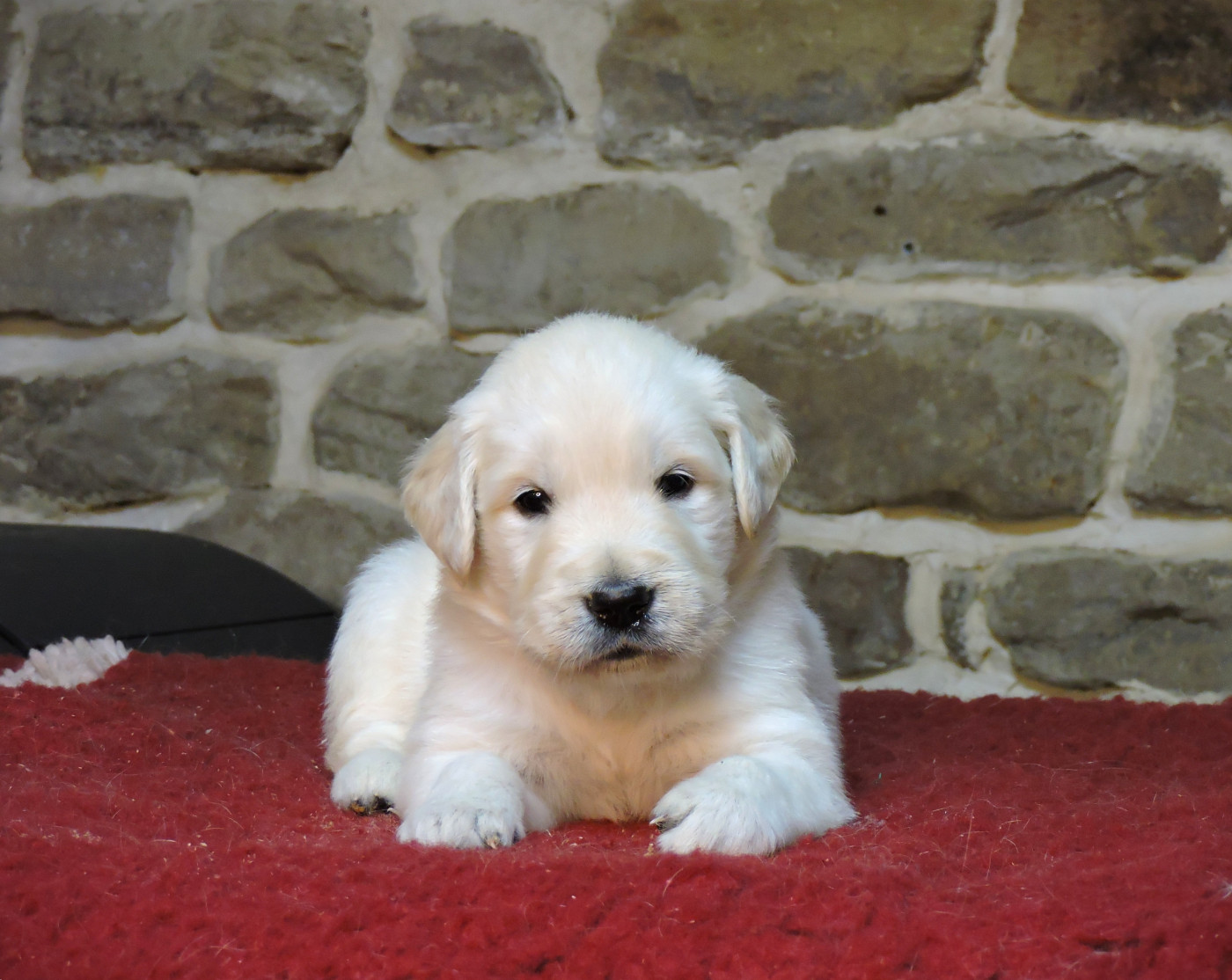 Elixir d'Aydoilles - Chiots disponibles - Golden Retriever
