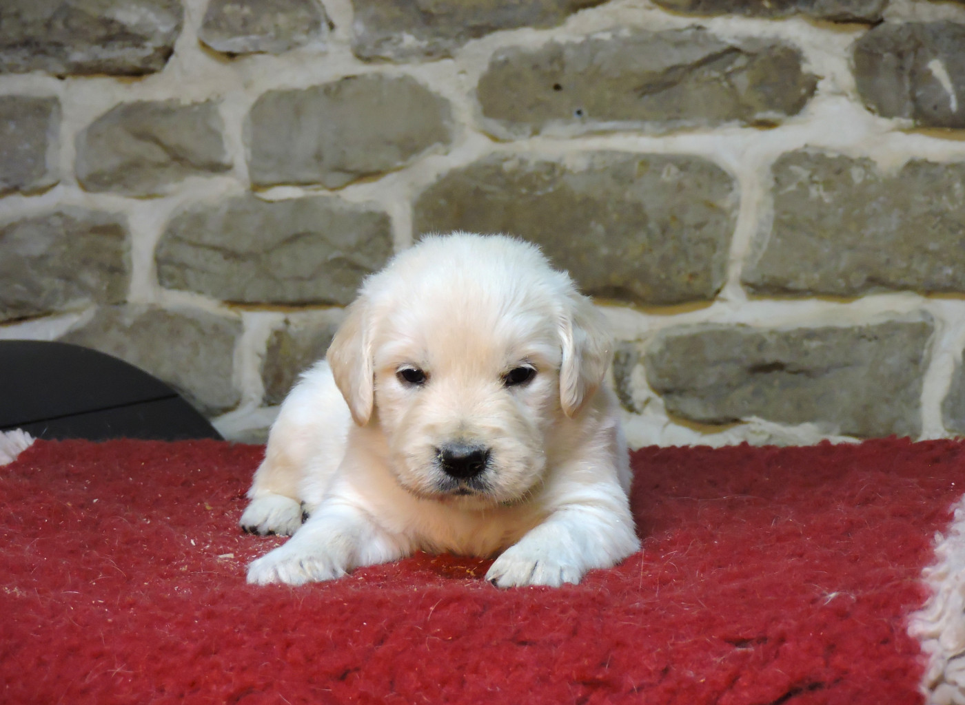 Elixir d'Aydoilles - Chiots disponibles - Golden Retriever