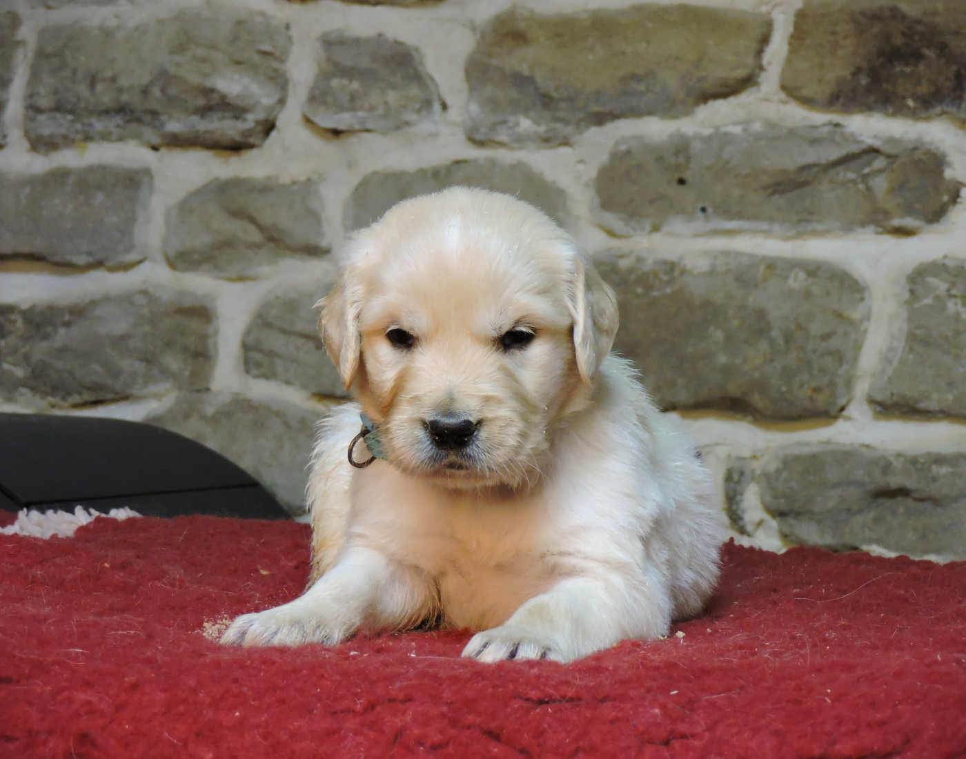 Elixir d'Aydoilles - Chiots disponibles - Golden Retriever