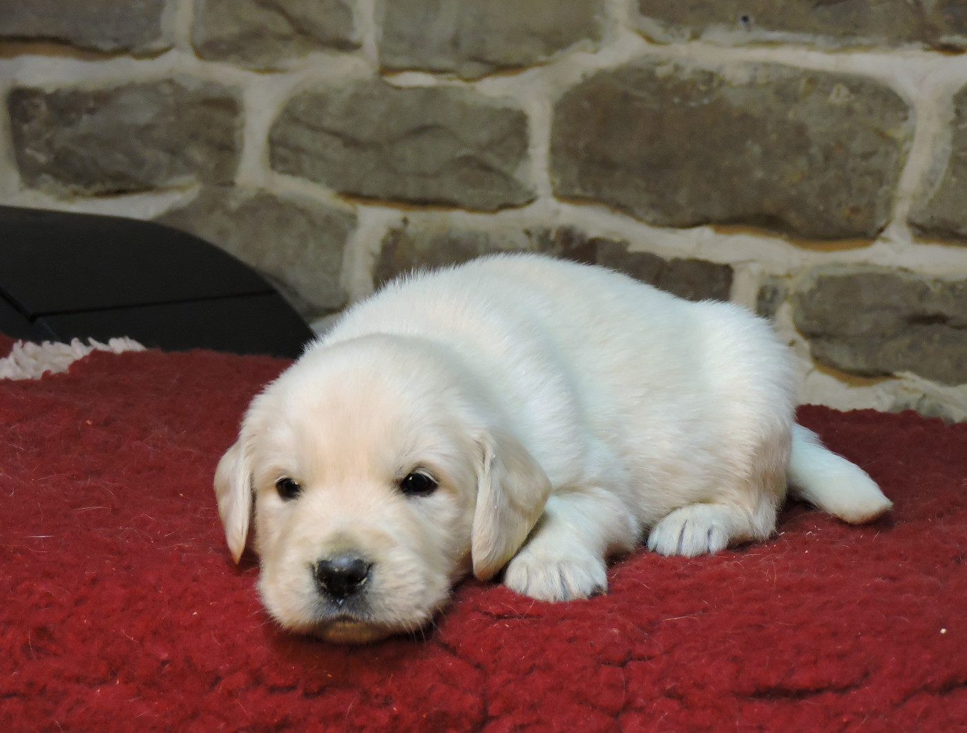 Elixir d'Aydoilles - Chiots disponibles - Golden Retriever