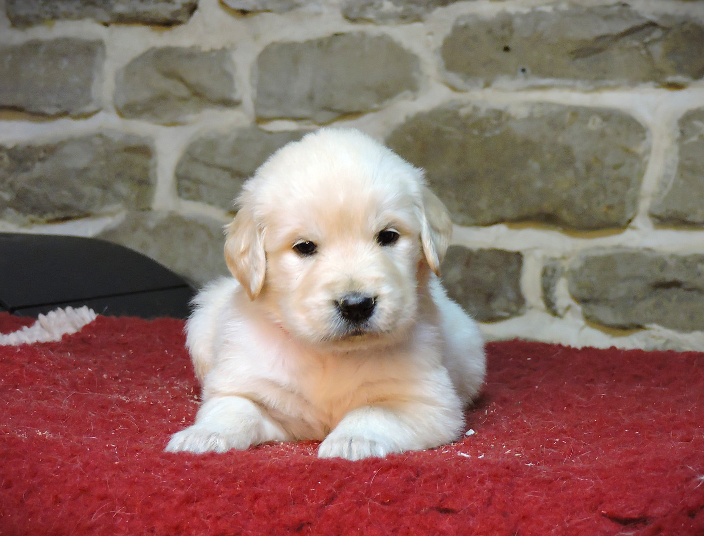 Elixir d'Aydoilles - Chiots disponibles - Golden Retriever