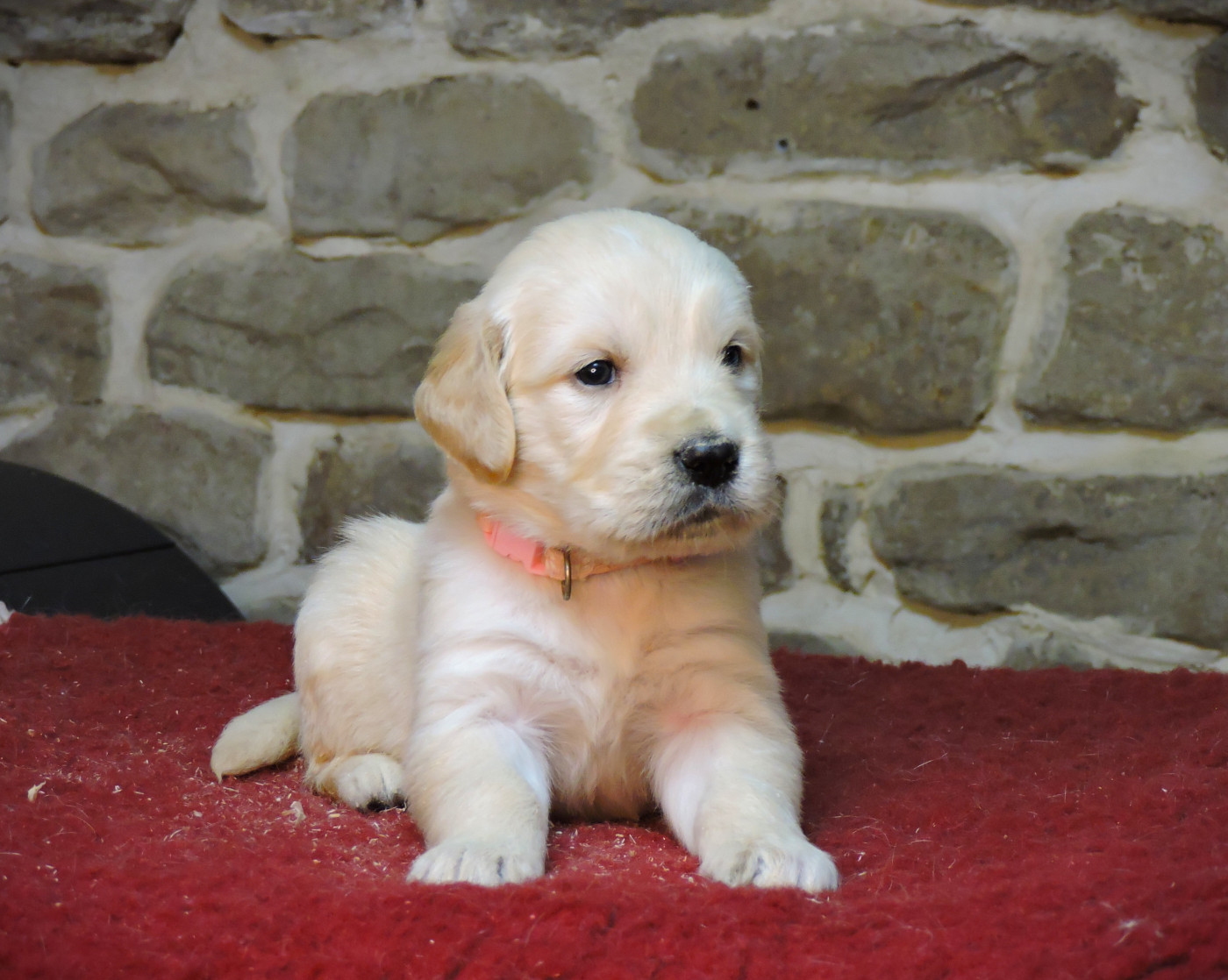 Elixir d'Aydoilles - Chiots disponibles - Golden Retriever