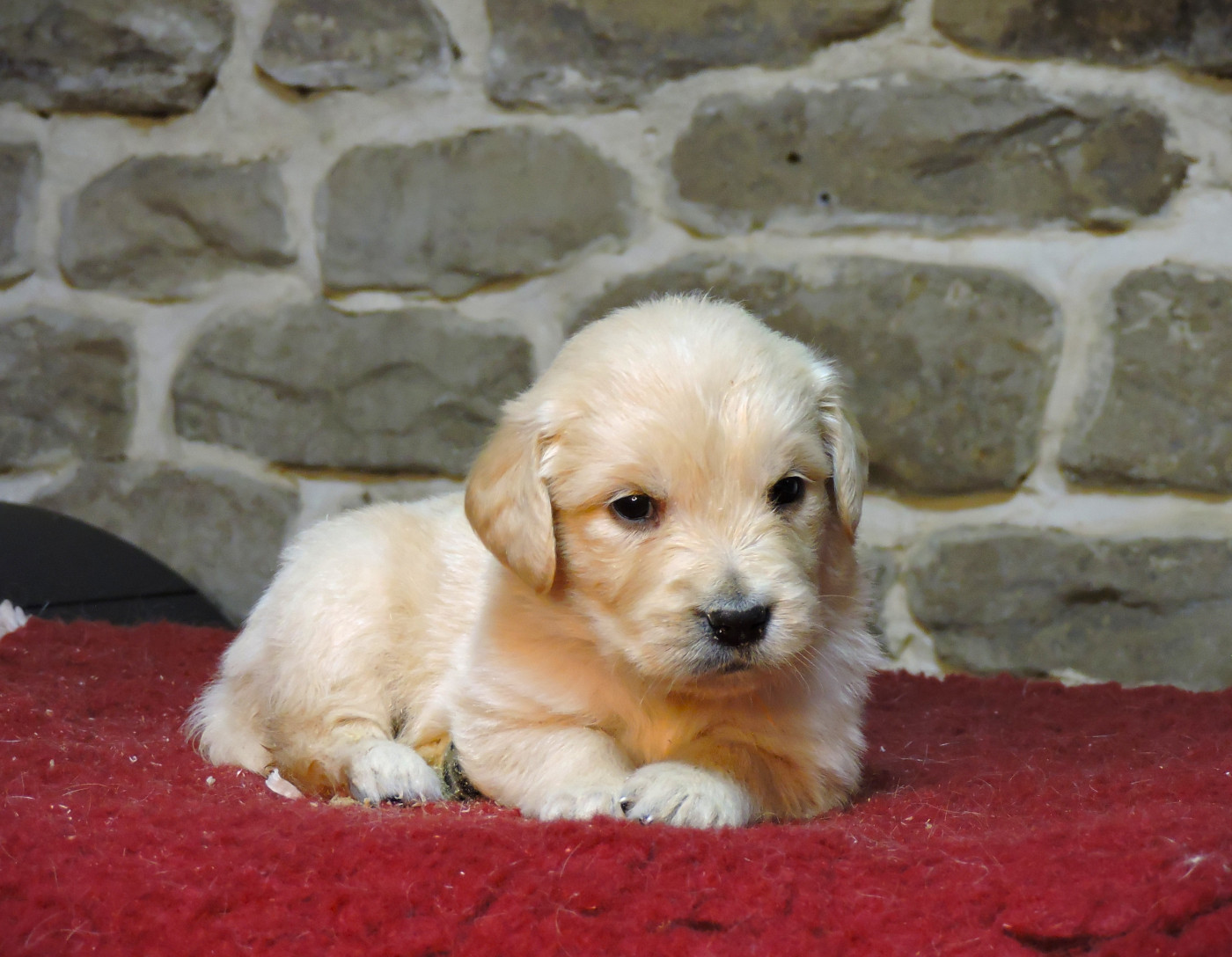 Elixir d'Aydoilles - Chiots disponibles - Golden Retriever