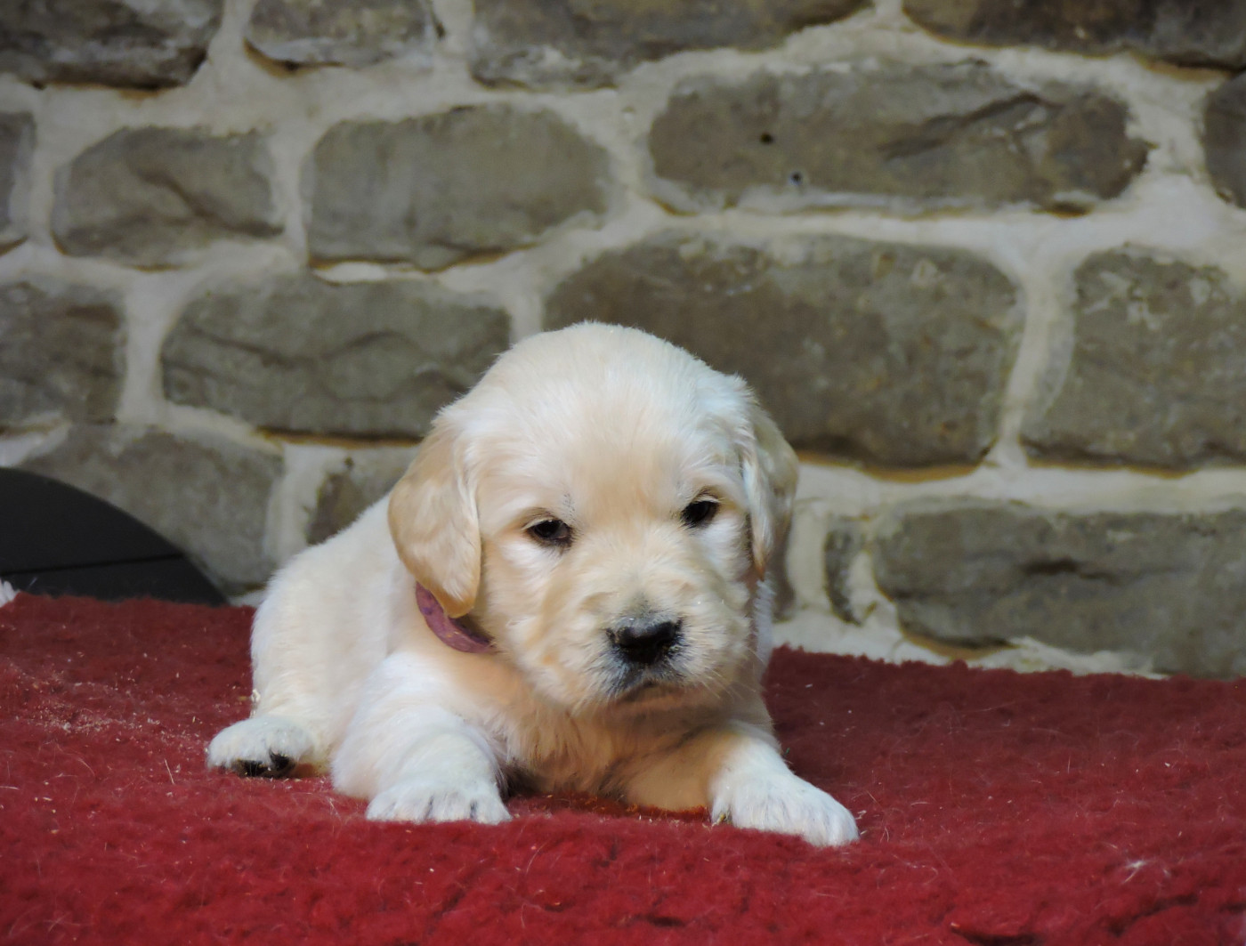 Elixir d'Aydoilles - Chiots disponibles - Golden Retriever