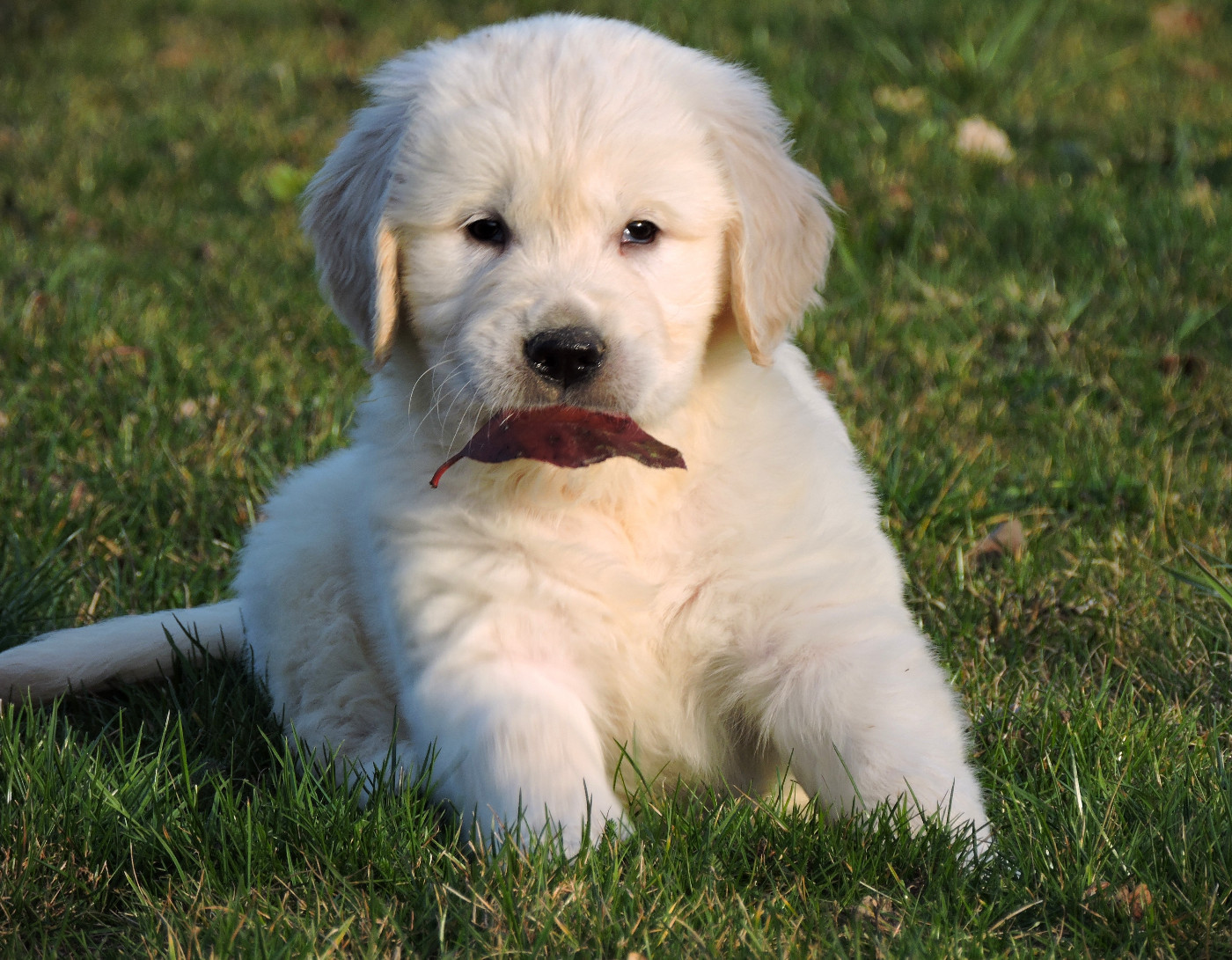 Elixir d'Aydoilles - Golden Retriever - Portée née le 16/01/2026
