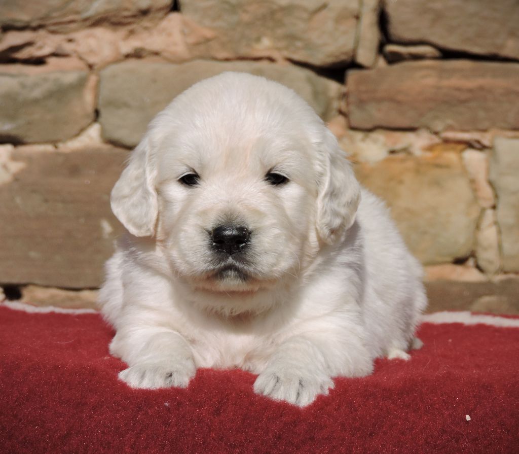 Elixir d'Aydoilles - Chiots disponibles - Golden Retriever