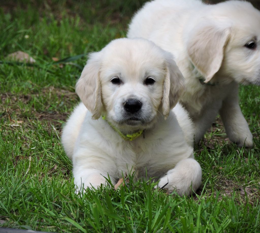Elixir d'Aydoilles - Chiots disponibles - Golden Retriever