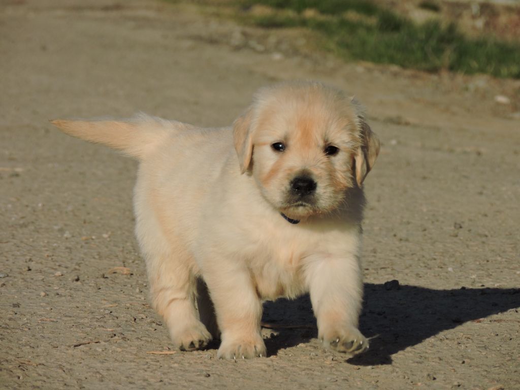 Elixir d'Aydoilles - Chiots disponibles - Golden Retriever