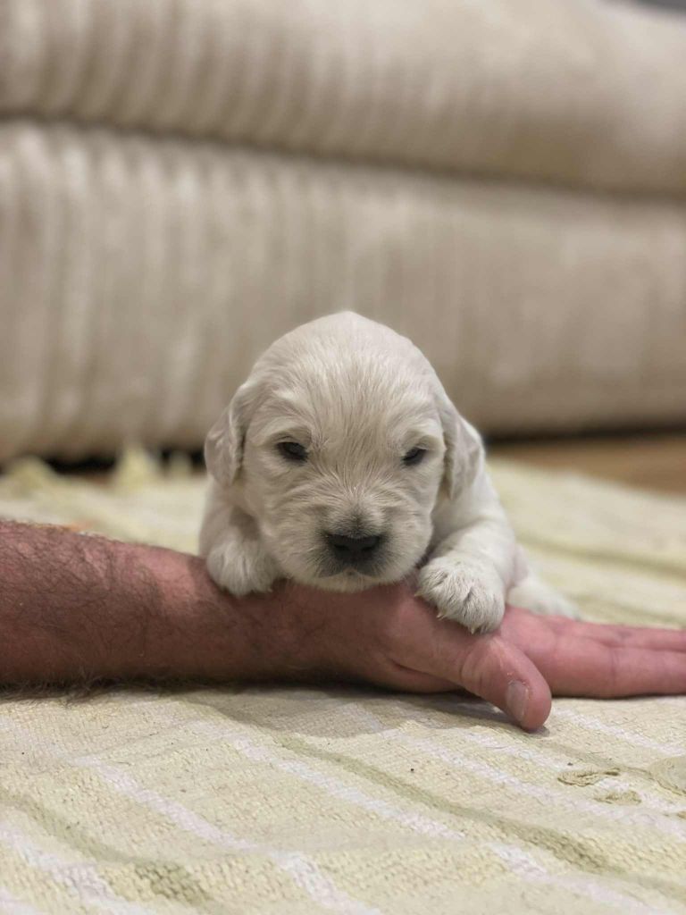 Elixir d'Aydoilles - Chiots disponibles - Golden Retriever