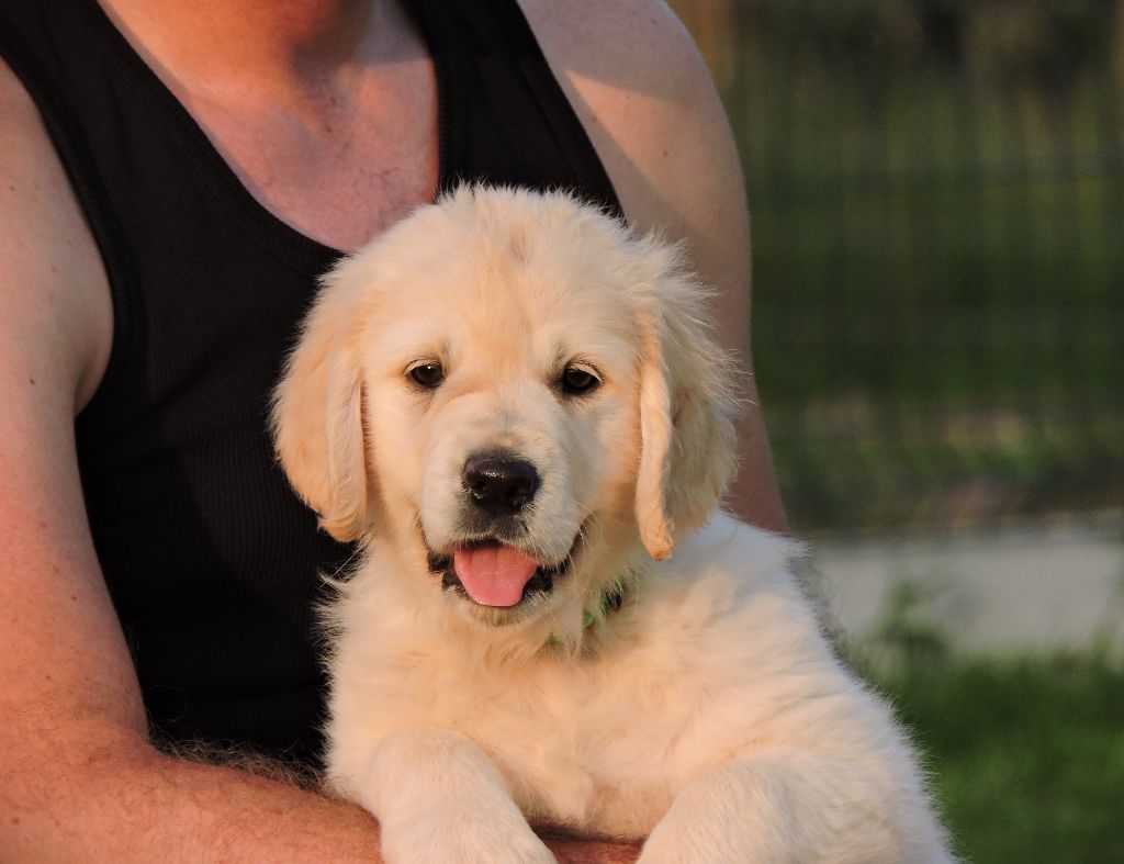 Elixir d'Aydoilles - Chiots disponibles - Golden Retriever