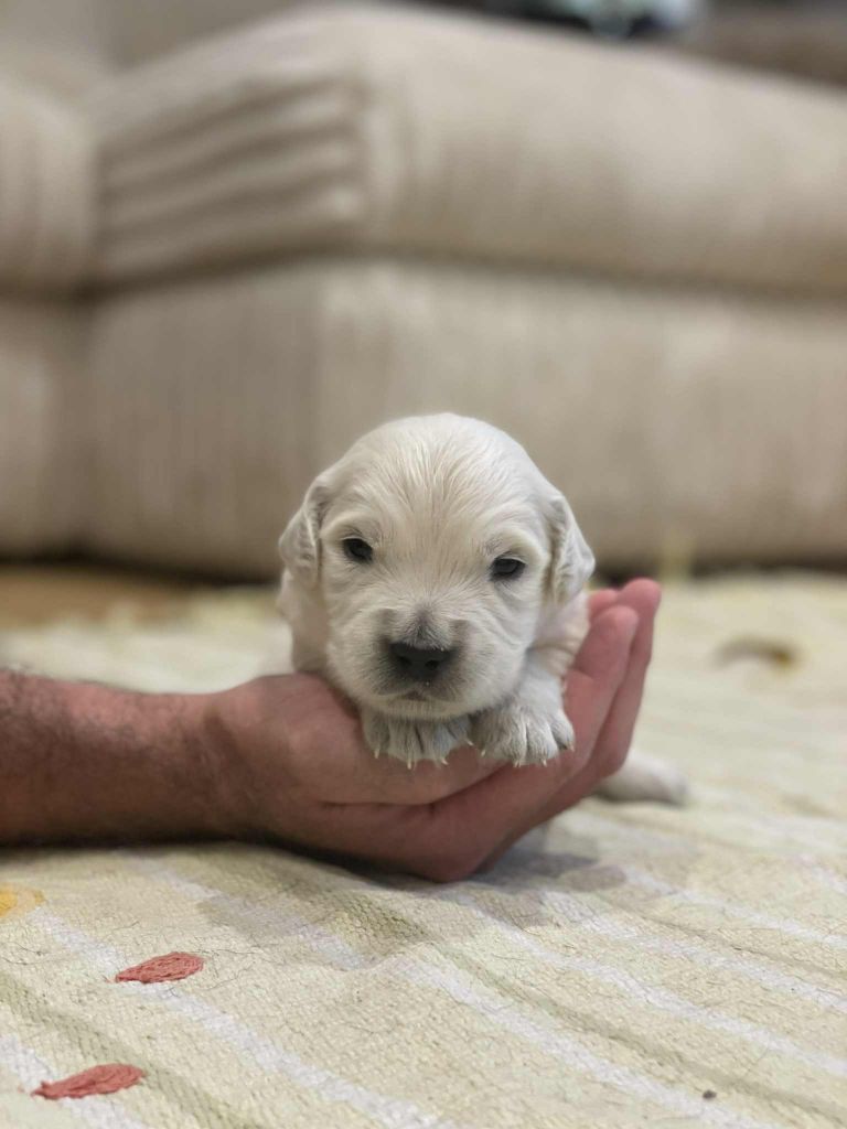 Elixir d'Aydoilles - Chiots disponibles - Golden Retriever