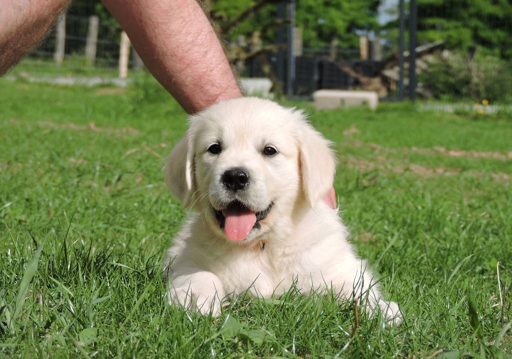 Elixir d'Aydoilles - Chiots disponibles - Golden Retriever