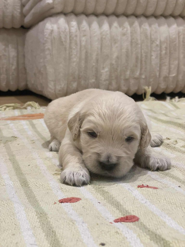 Elixir d'Aydoilles - Chiots disponibles - Golden Retriever