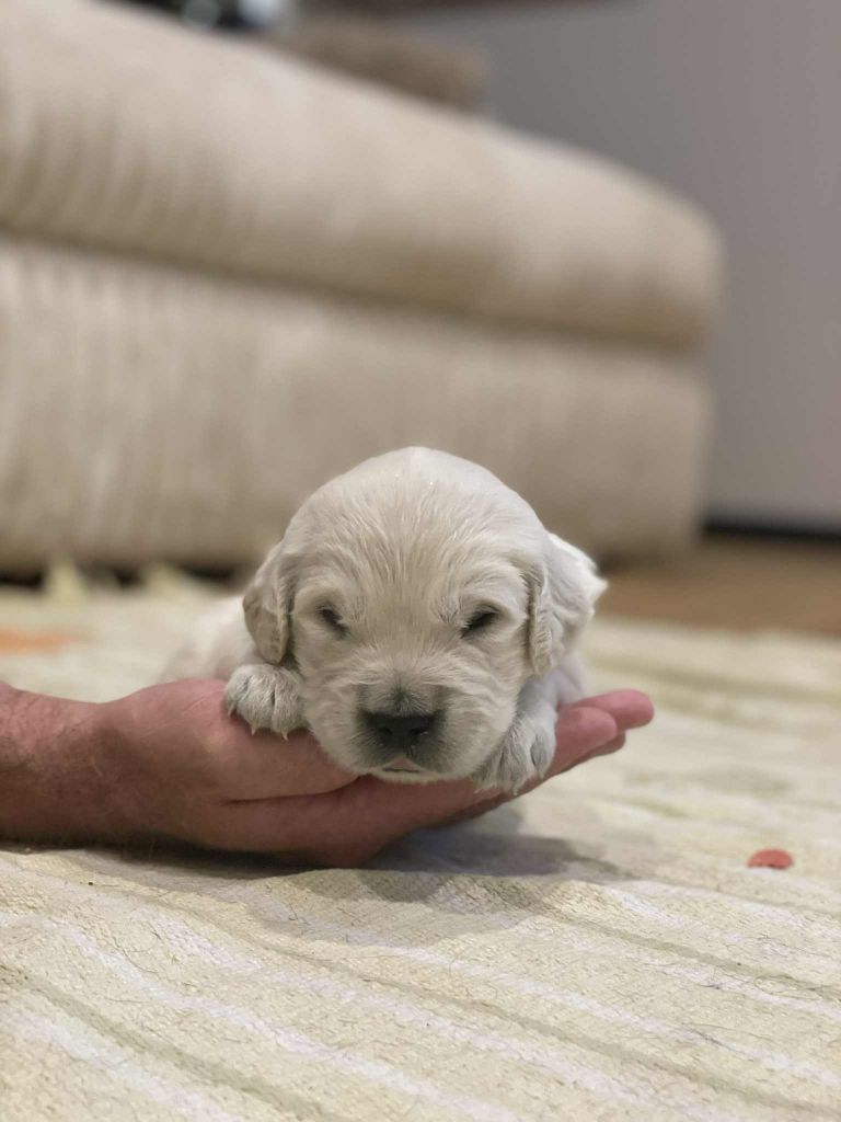 Elixir d'Aydoilles - Chiots disponibles - Golden Retriever