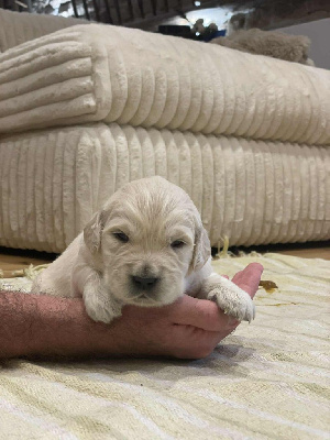 CHIOT 2