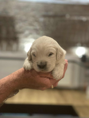 Chiot 1