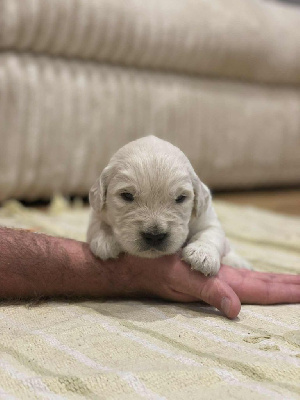 CHIOT 7
