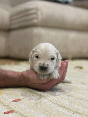 CHIOT 1