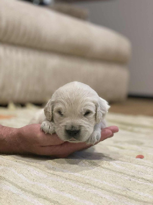 CHIOT 6