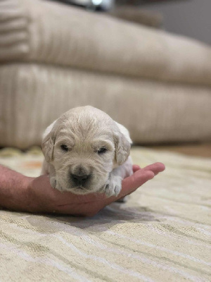 CHIOT 3