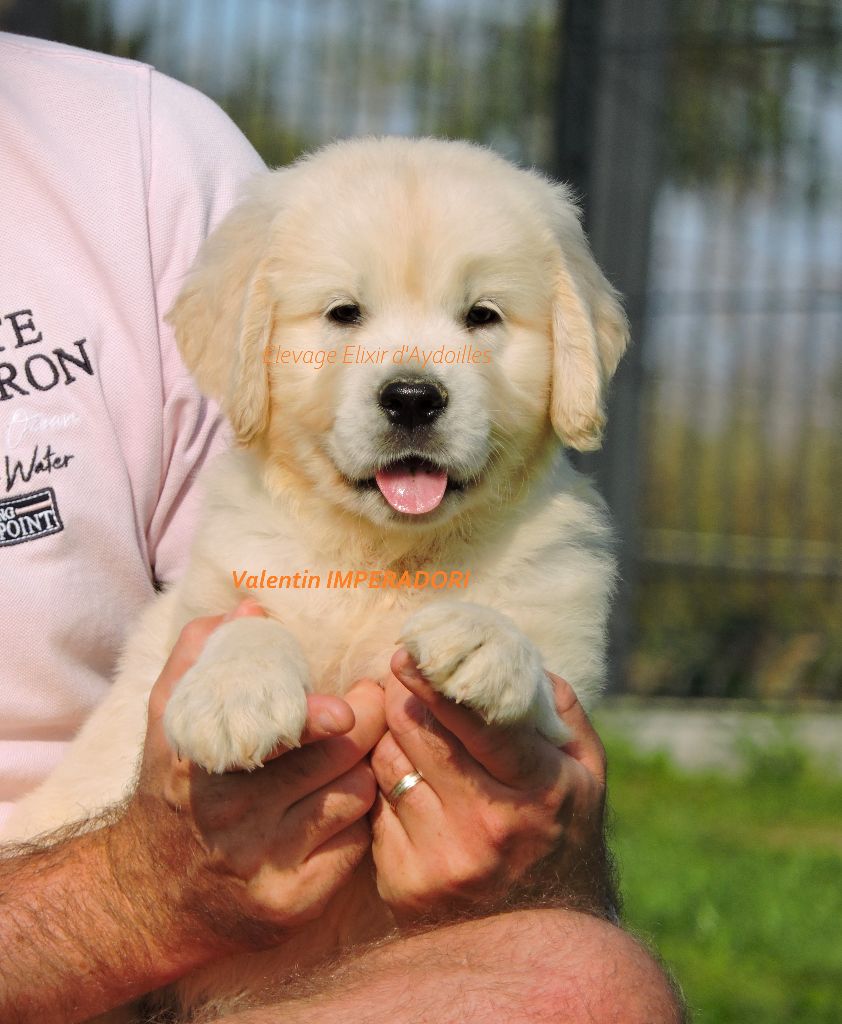 Chiot Golden Retriever Elixir d'Aydoilles
