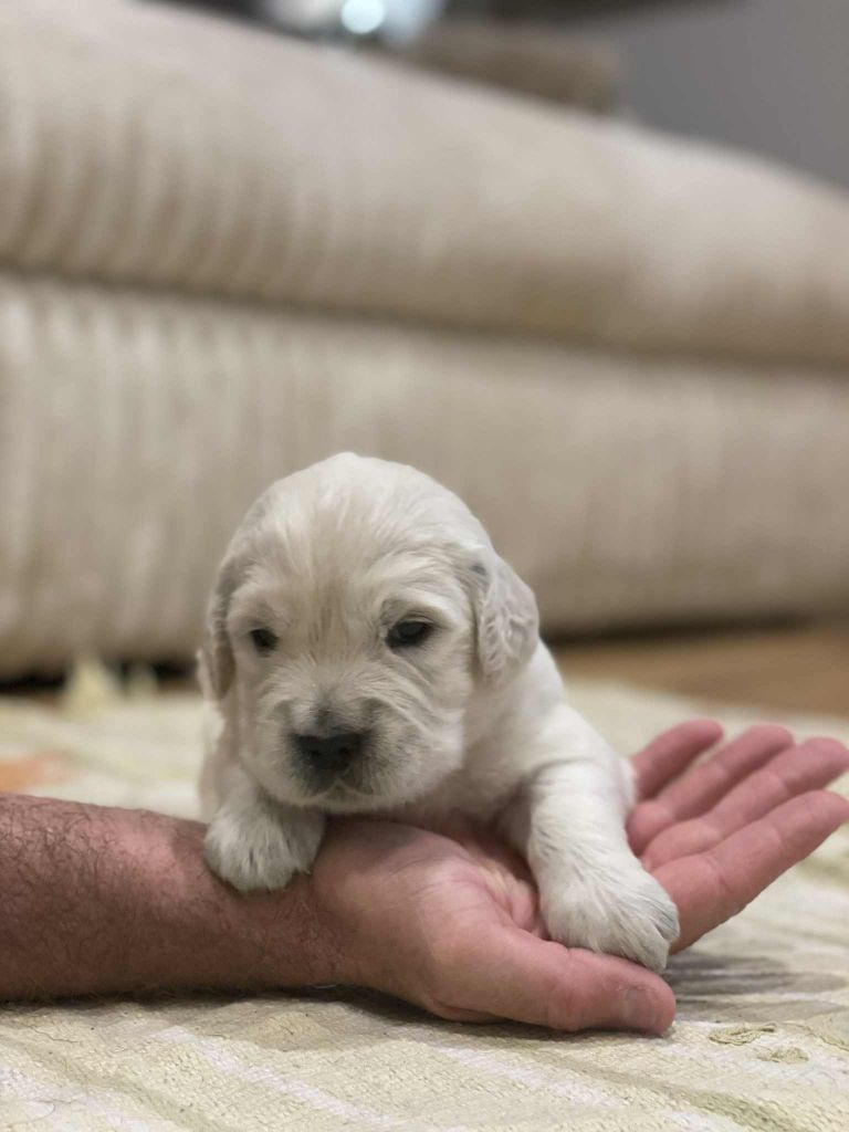 Elixir d'Aydoilles - Chiots disponibles - Golden Retriever