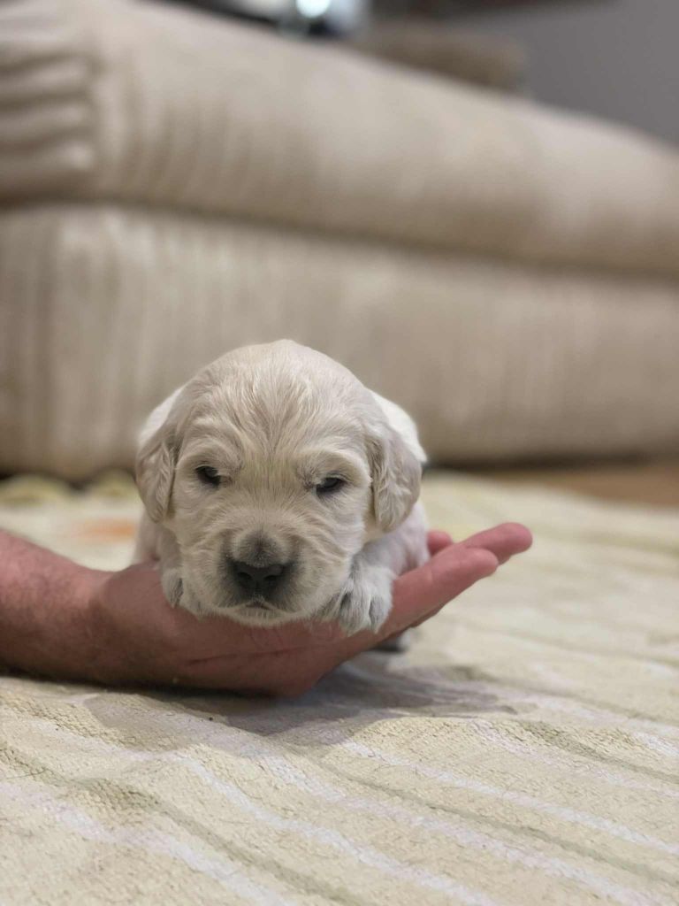 Elixir d'Aydoilles - Chiots disponibles - Golden Retriever