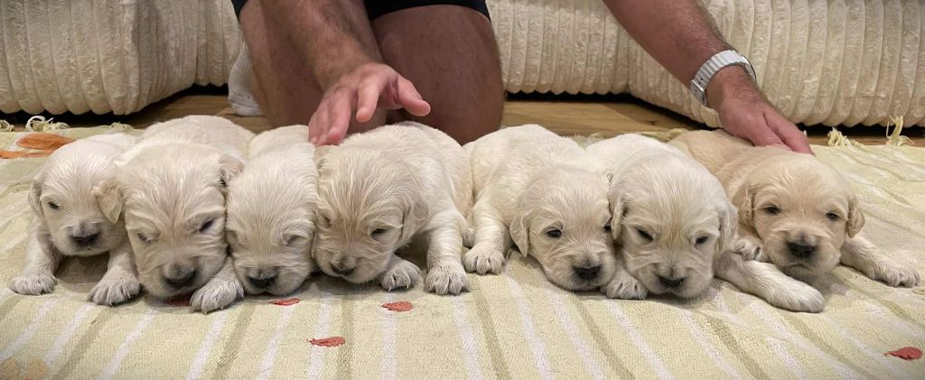 Chiot Golden Retriever Elixir d'Aydoilles