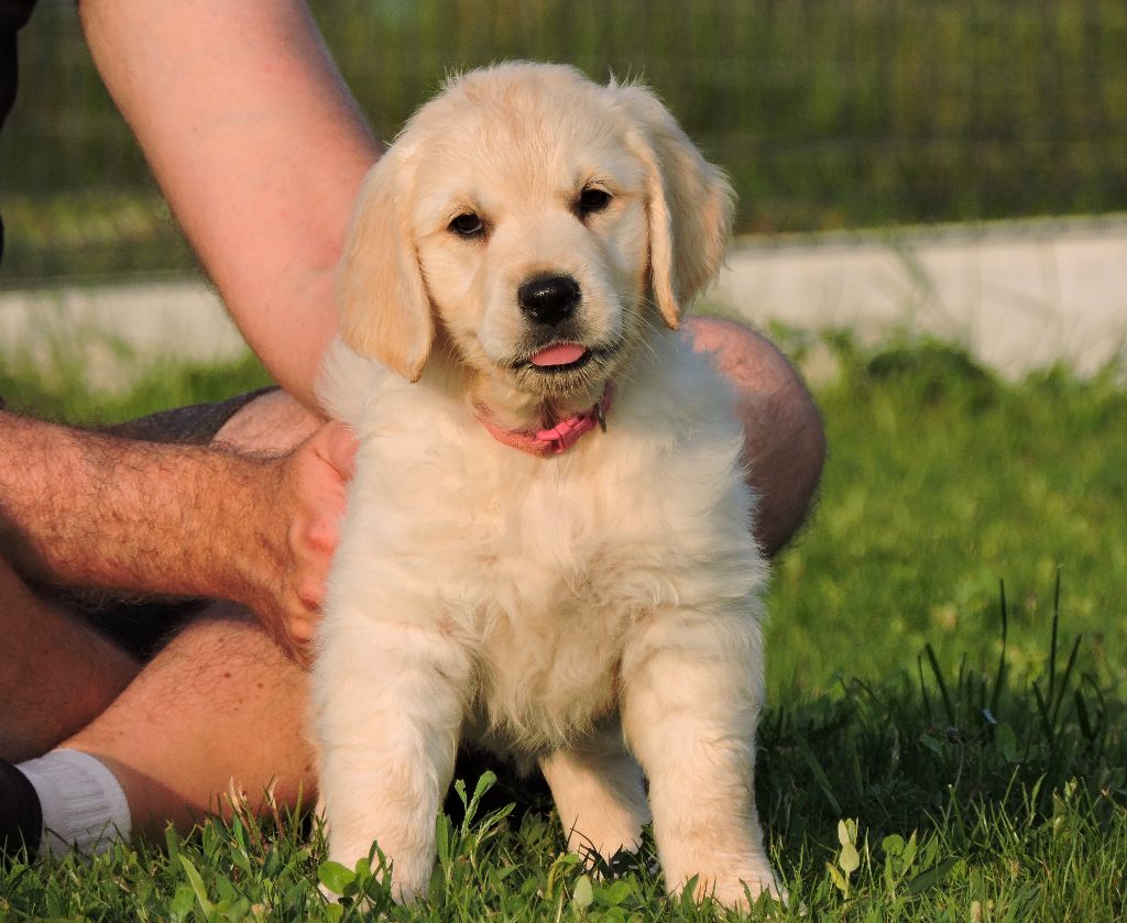 Elixir d'Aydoilles - Chiots disponibles - Golden Retriever